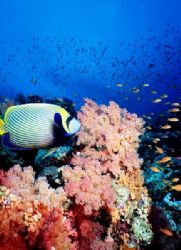 Colors! Colors! Colors!
Beautiful Jackson Reef, Tiran, E... by Erich Reboucas 